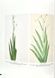Flowers! In the Art of the 20th and 21st Centuries. Regina Selter