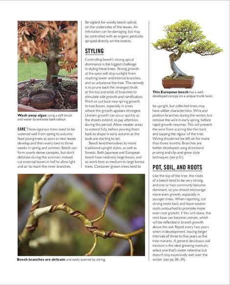 Grow Bonsai. Peter Warren