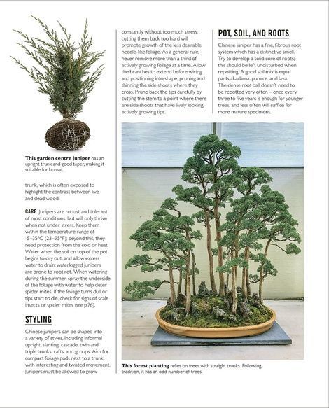 Grow Bonsai. Peter Warren