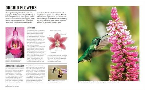 Grow Orchids. Andrew Mikolajski