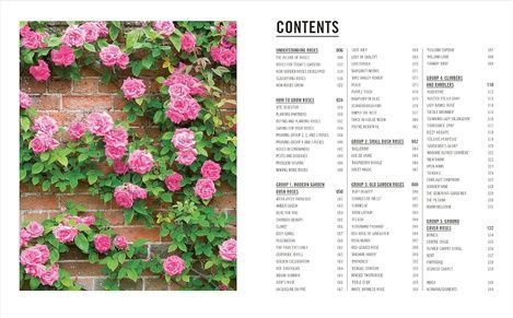 Grow Roses. Philip Clayton