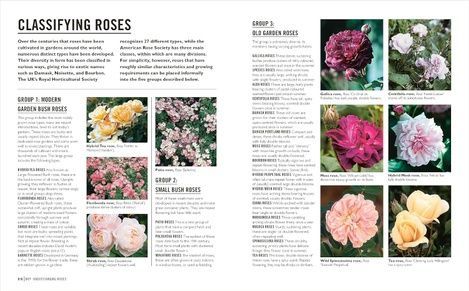 Grow Roses. Philip Clayton