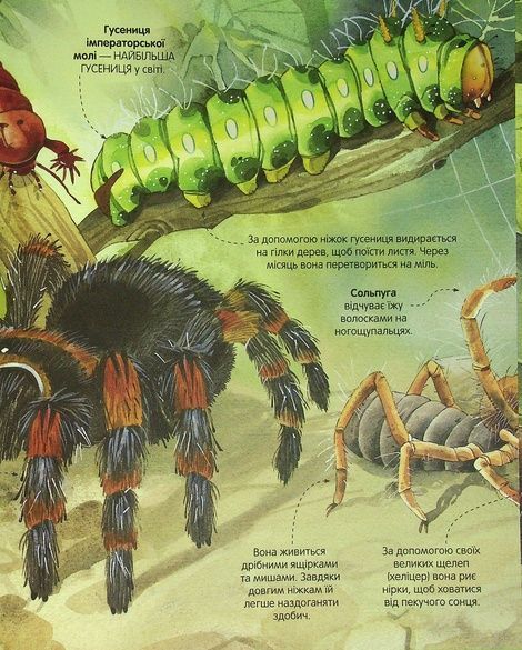 Велика книга комах і не тільки, Емілі Боун