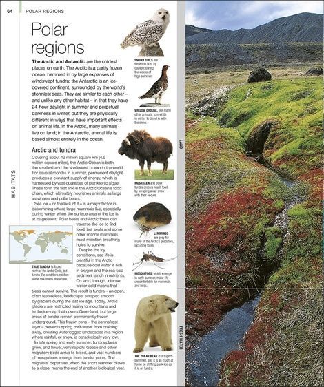 Animal. The Definitive Visual Guide