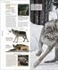 Animal. The Definitive Visual Guide