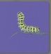Collect the rainbow. Insects - 5