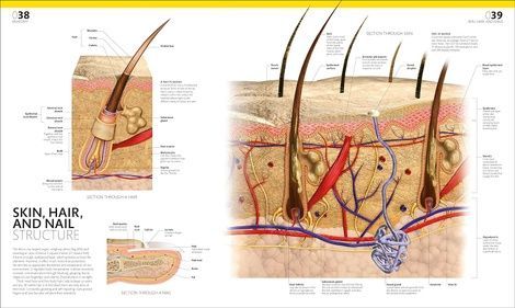 The Definitive Visual Guide: Complete Human Body (new ed.), Dr Alice Roberts