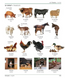 French English Bilingual Visual Dictionary. DK
